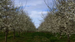 Vergers de prune d'Ente en Dordogne, floraison printemps 2016 - Perspective